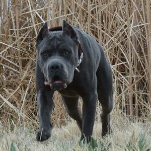 Meet your Posher, Lee